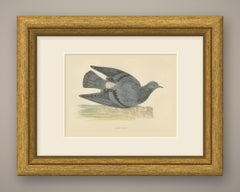 Rock Dove Crouching on a Rocky Ledge, Hand Colored Pigeon Print, Morris, 1896