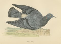 Rock Dove Crouching on a Rocky Ledge, Hand Colored Pigeon Print, Morris, 1896