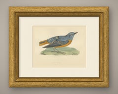 Rock Thrush on a Grassy Mound, Hand Colored Bird Print, Morris, 1896