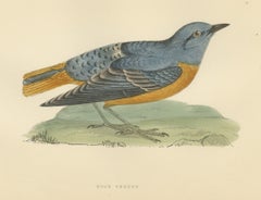 Rock Thrush on a Grassy Mound, Hand Colored Bird Print, Morris, 1896