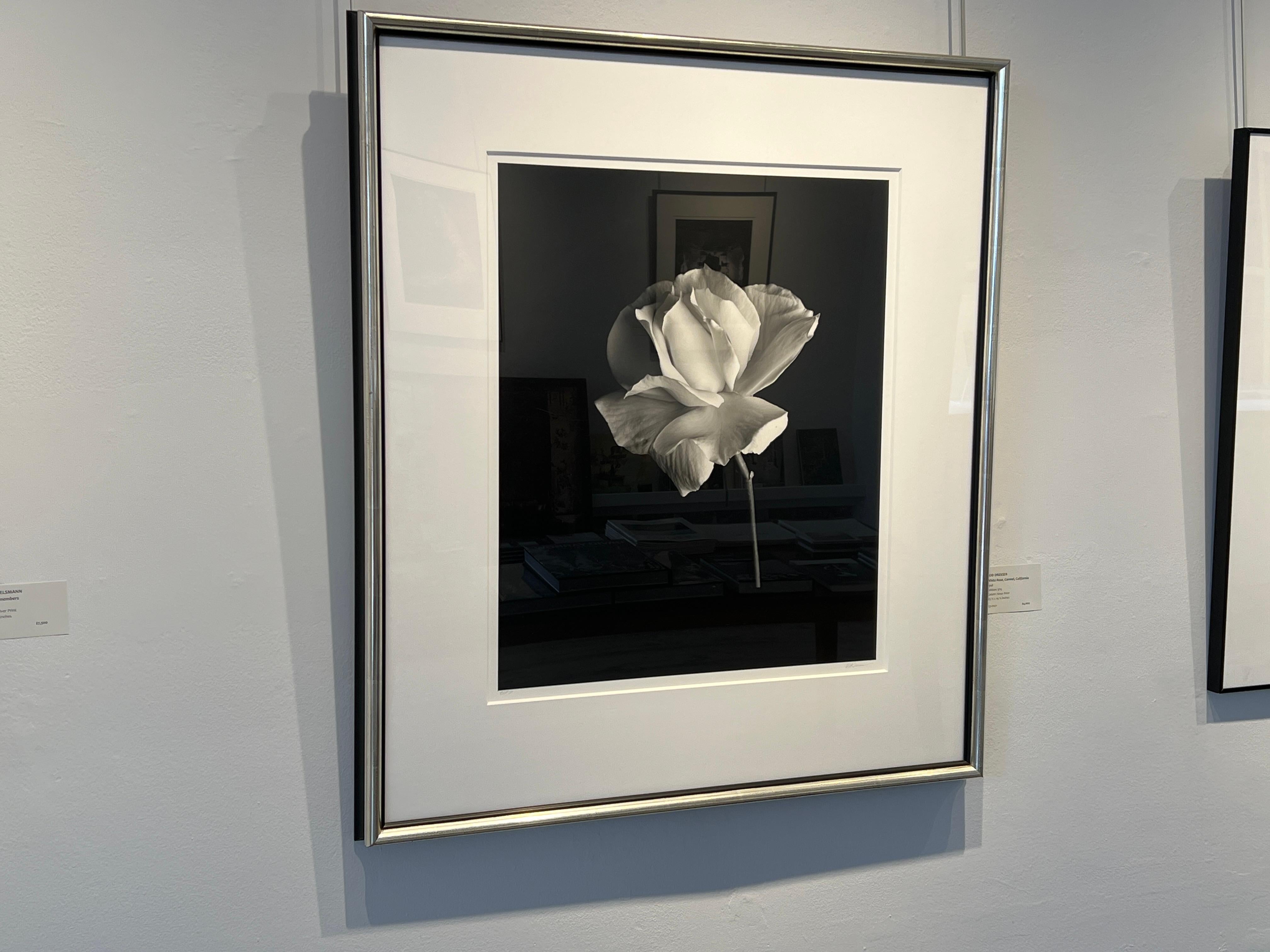 Rod Dresser Black and White Photograph - White Rose, Carmel