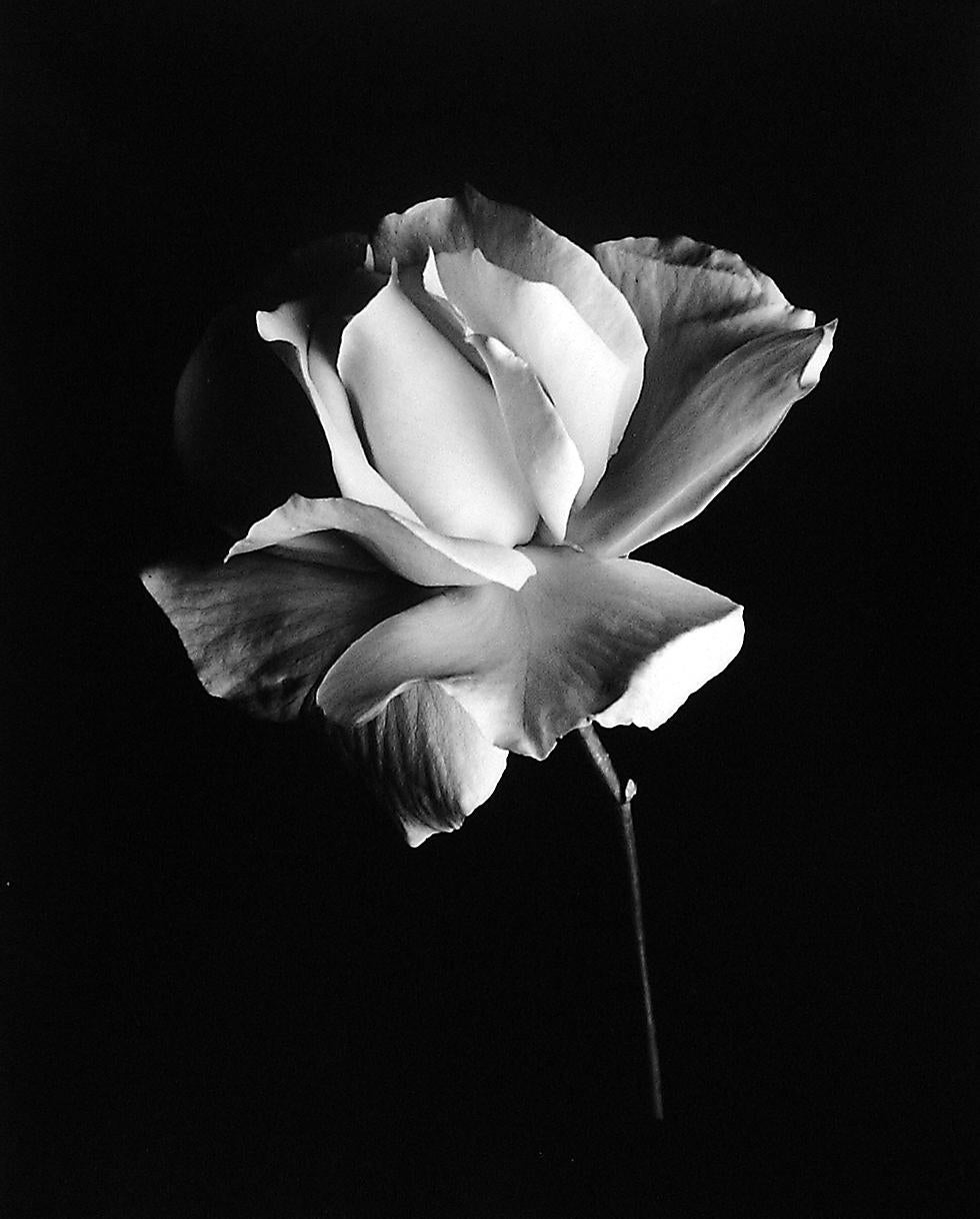 Rod Dresser Black and White Photograph – Weiße Rose in Weiß, Carmel