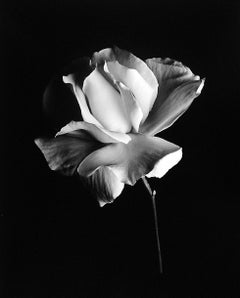 Rose blanche, Carmel