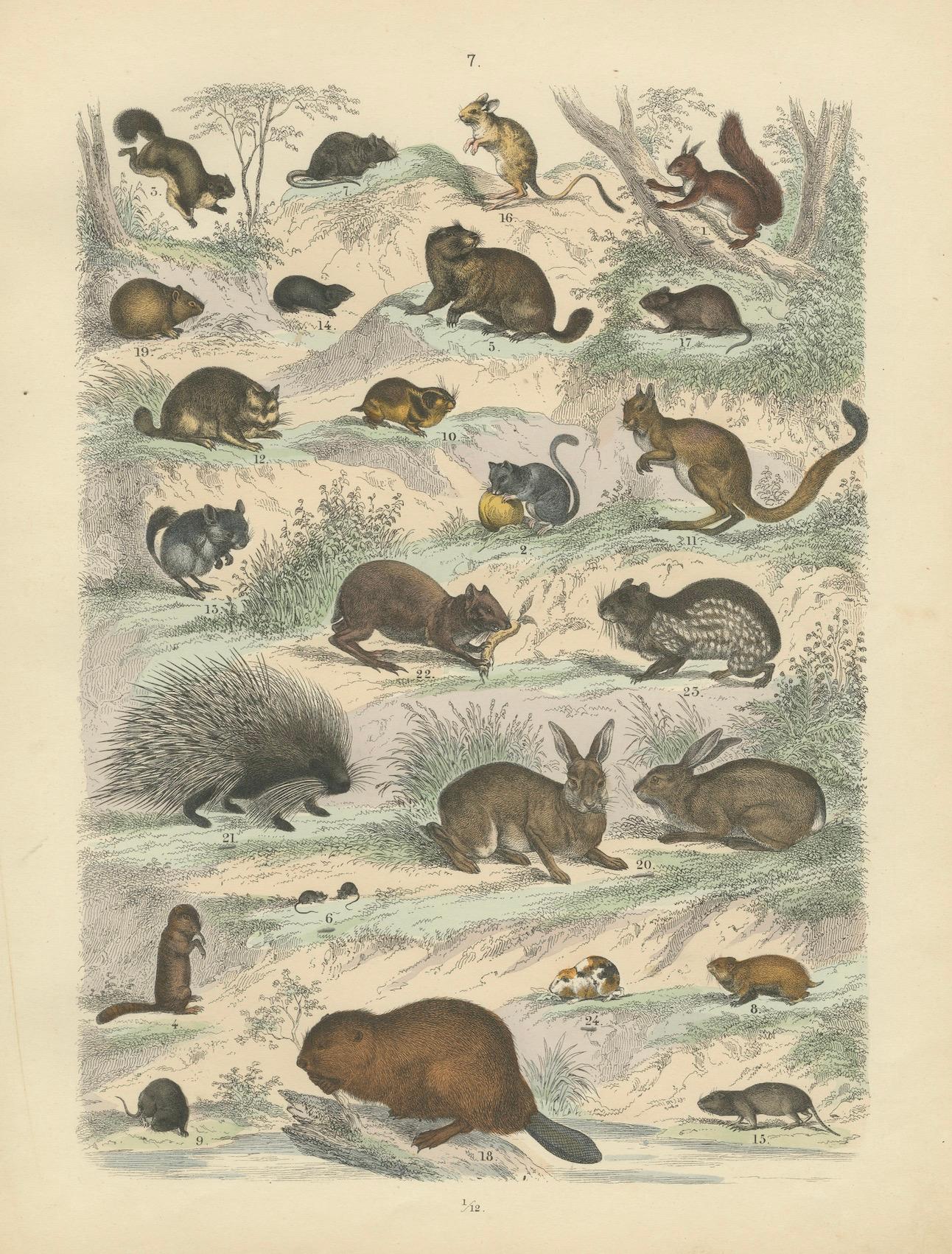 Nagetiere & kleine Säugetiere Drucken: Biber, Eichhörnchen, Stachelschwein - Antik 1867 im Angebot 4