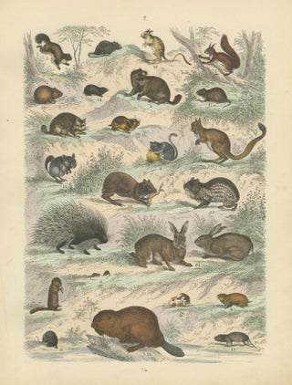 Rodents & Small Mammals Print: Beaver, Squirrel, Porcupine, Antique 1867, view 10