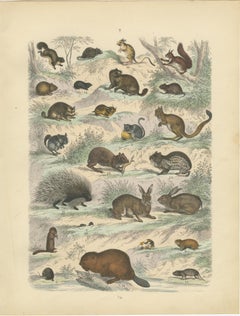 Rodents & Small Mammals Print: Beaver, Squirrel, Porcupine – Antique 1867