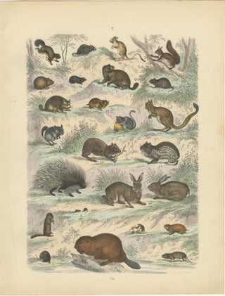 Rodents & Small Mammals Print: Beaver, Squirrel, Porcupine, Antique 1867, view 2