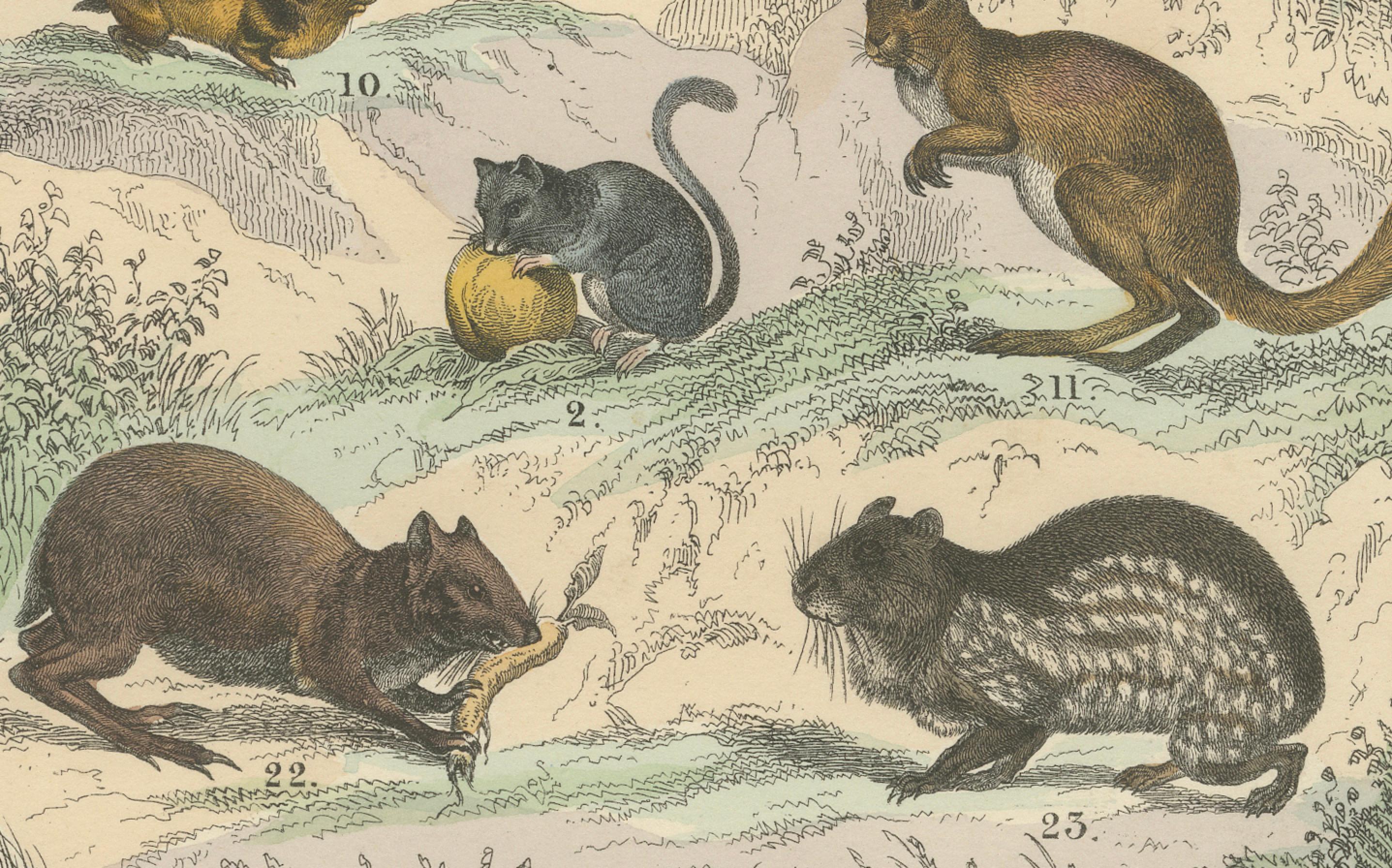 Nagetiere & kleine Säugetiere Drucken: Biber, Eichhörnchen, Stachelschwein - Antik 1867 (Deutsch) im Angebot