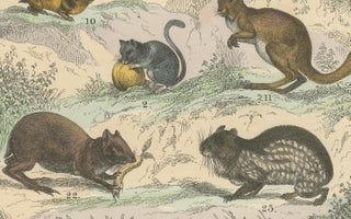 Rodents & Small Mammals Print: Beaver, Squirrel, Porcupine, Antique 1867, view 3