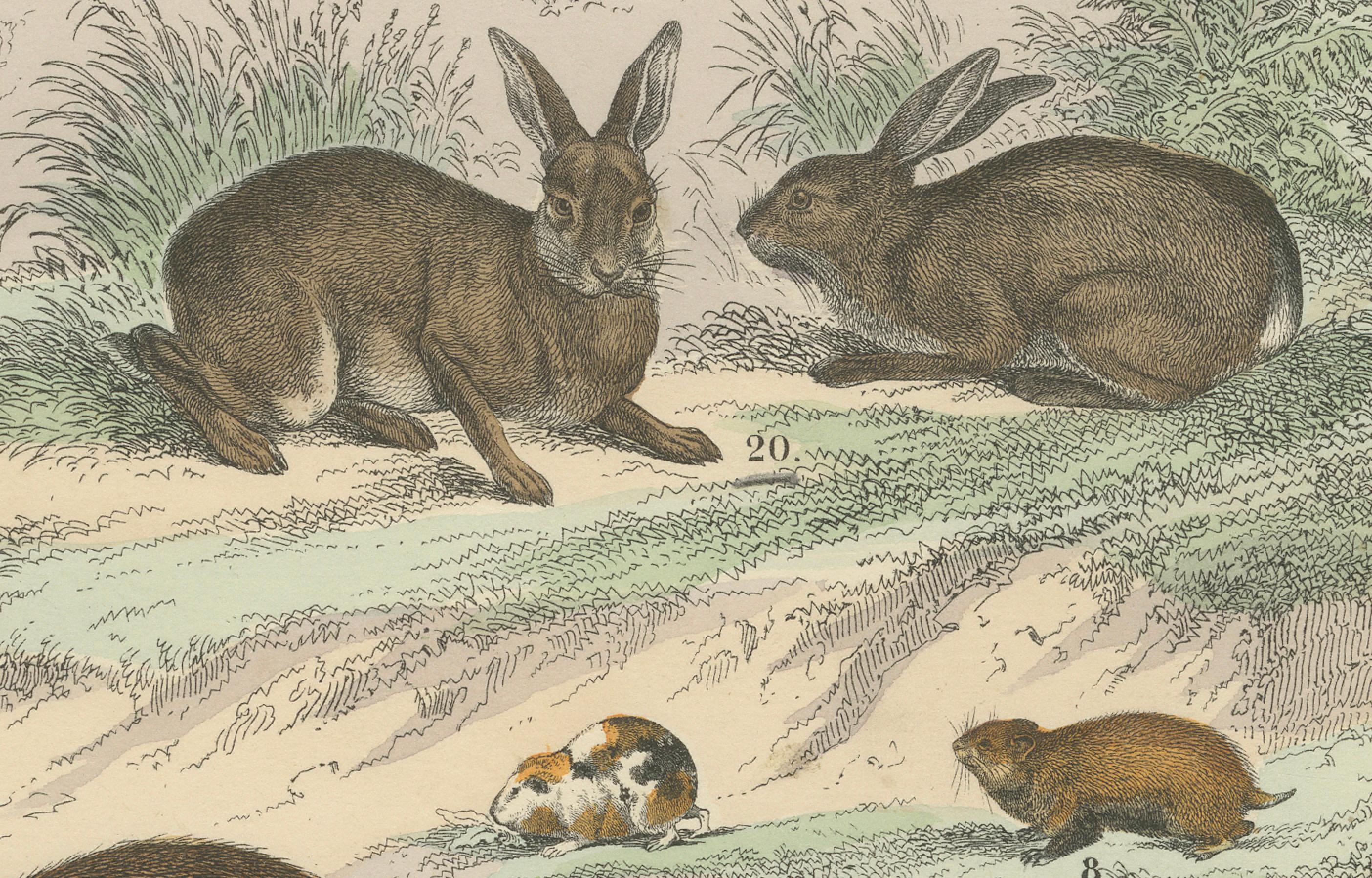 Nagetiere & kleine Säugetiere Drucken: Biber, Eichhörnchen, Stachelschwein - Antik 1867 im Zustand „Gut“ im Angebot in Langweer, NL
