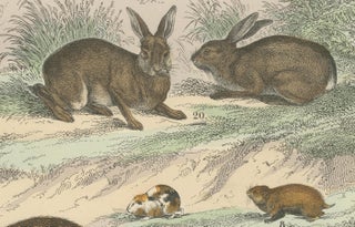 Rodents & Small Mammals Print: Beaver, Squirrel, Porcupine, Antique 1867, view 4