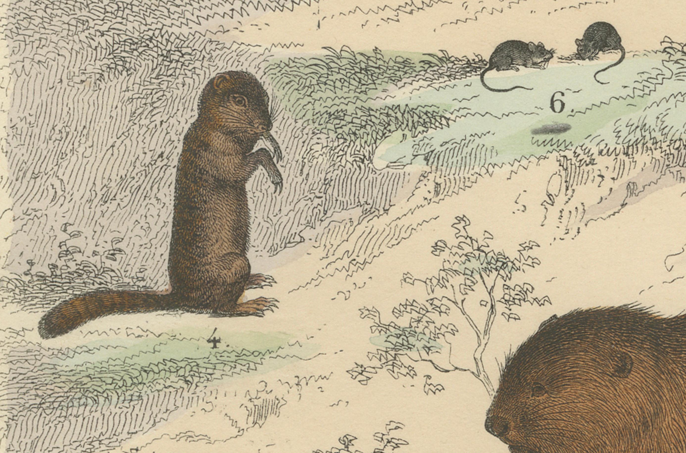 Nagetiere & kleine Säugetiere Drucken: Biber, Eichhörnchen, Stachelschwein - Antik 1867 (Mittleres 19. Jahrhundert) im Angebot