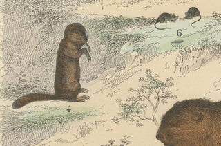 Rodents & Small Mammals Print: Beaver, Squirrel, Porcupine, Antique 1867, view 5