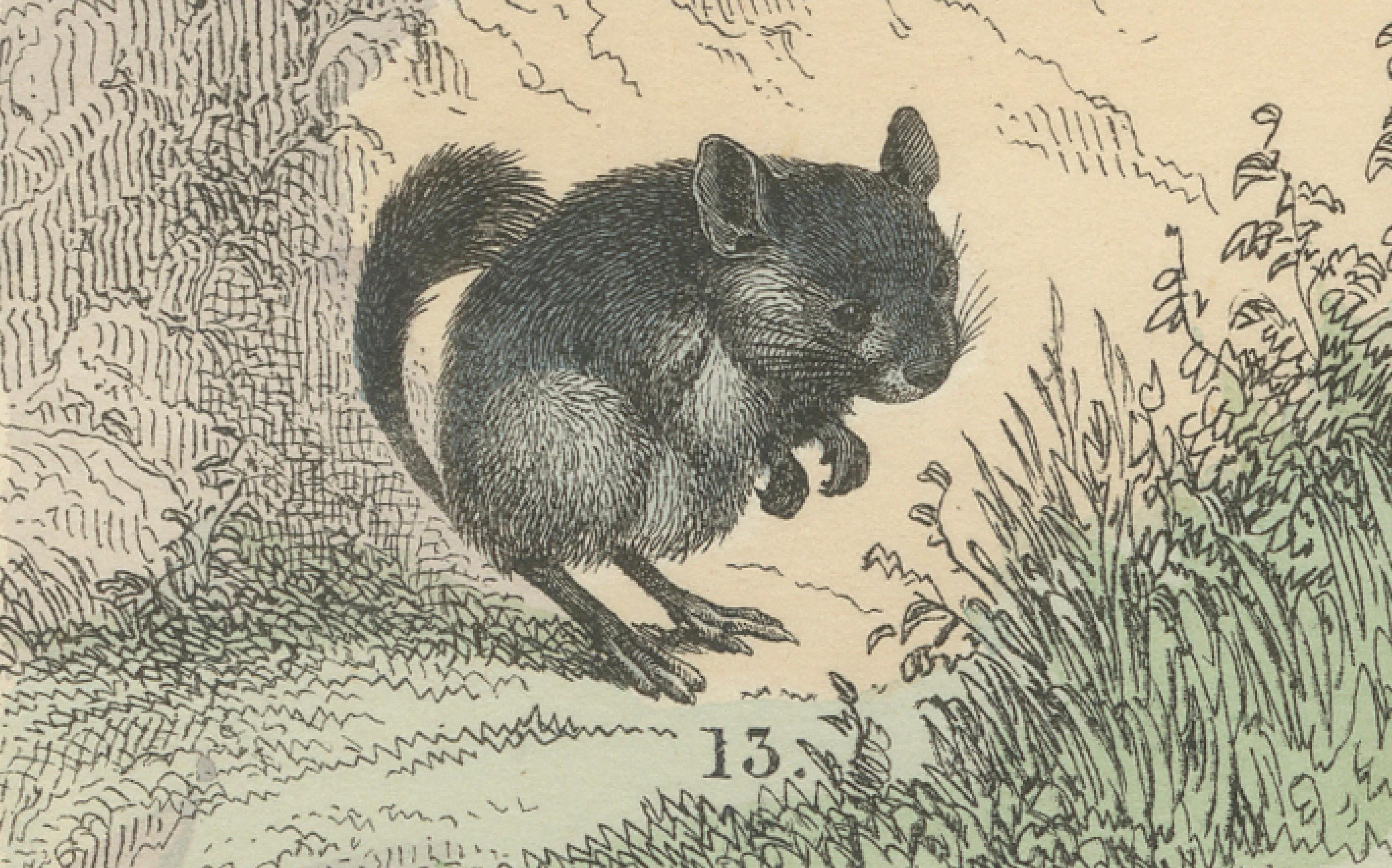 Nagetiere & kleine Säugetiere Drucken: Biber, Eichhörnchen, Stachelschwein - Antik 1867 (Papier) im Angebot