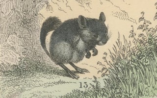 Rodents & Small Mammals Print: Beaver, Squirrel, Porcupine, Antique 1867, view 6