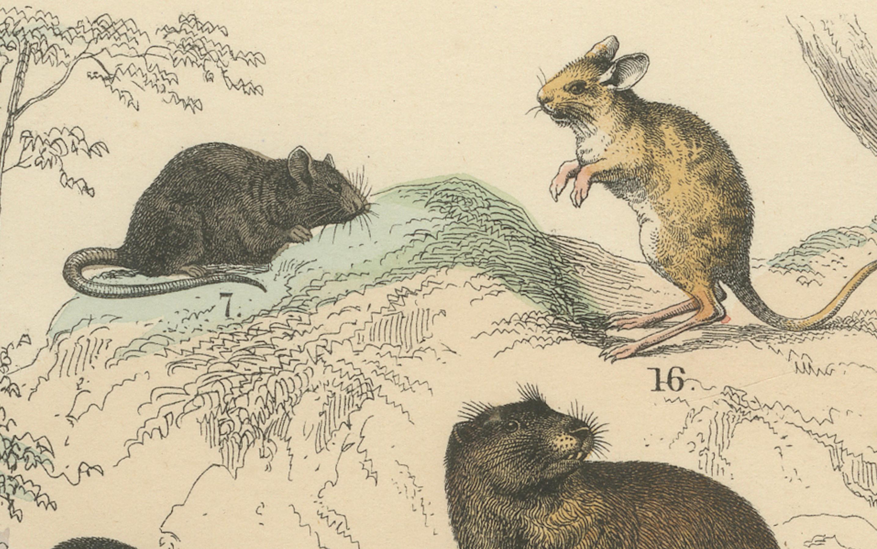 Nagetiere & kleine Säugetiere Drucken: Biber, Eichhörnchen, Stachelschwein - Antik 1867 im Angebot 1