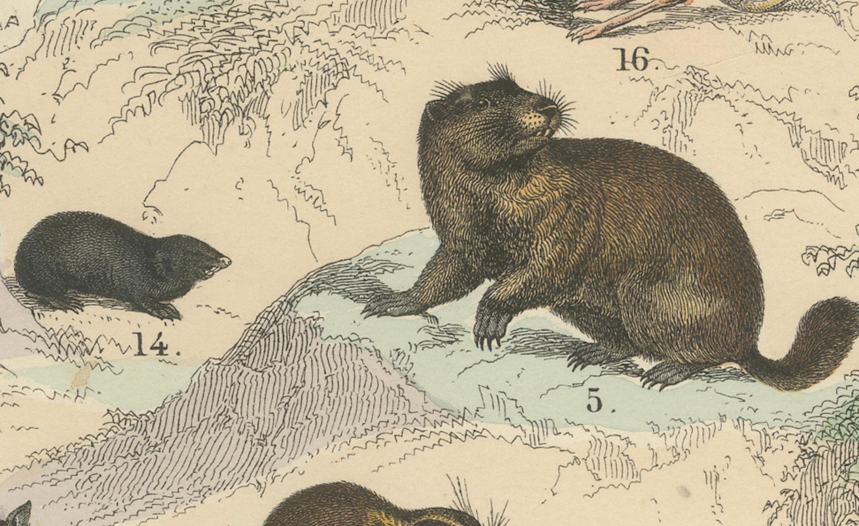 Nagetiere & kleine Säugetiere Drucken: Biber, Eichhörnchen, Stachelschwein - Antik 1867 im Angebot 2