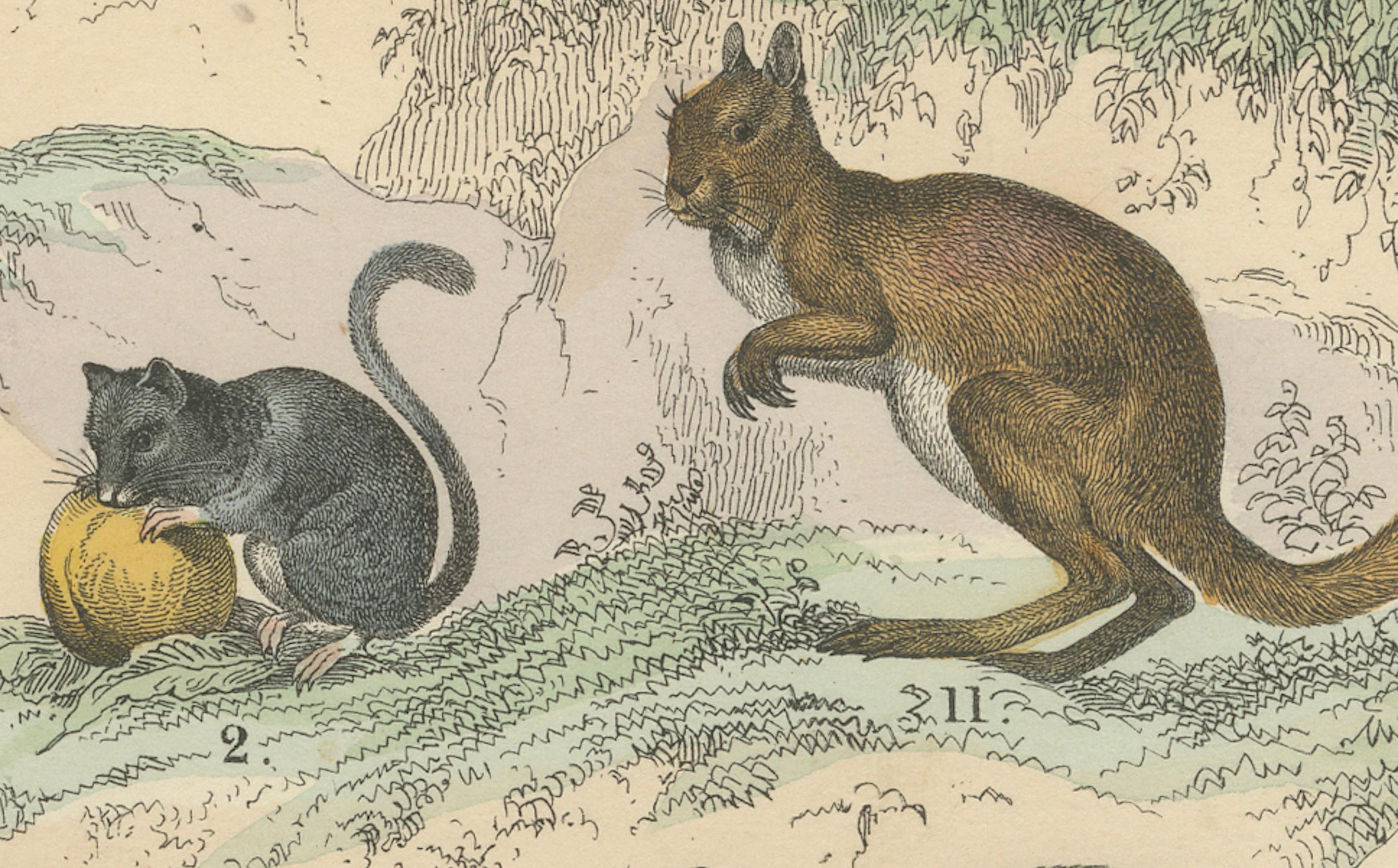Nagetiere & kleine Säugetiere Drucken: Biber, Eichhörnchen, Stachelschwein - Antik 1867 im Angebot 3