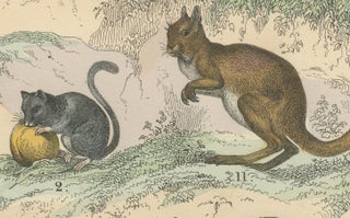 Rodents & Small Mammals Print: Beaver, Squirrel, Porcupine, Antique 1867, view 9