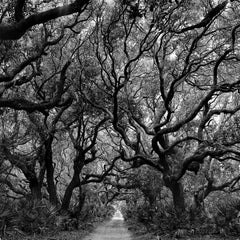 Trees, Cumberland Island, Georgia - 20 x 20 inches