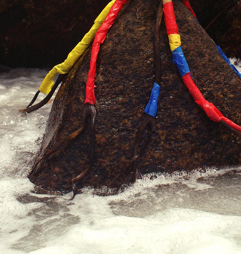 Untitled Sea wrack II, From the series Ser Cosa, Color Photograph For Sale 3