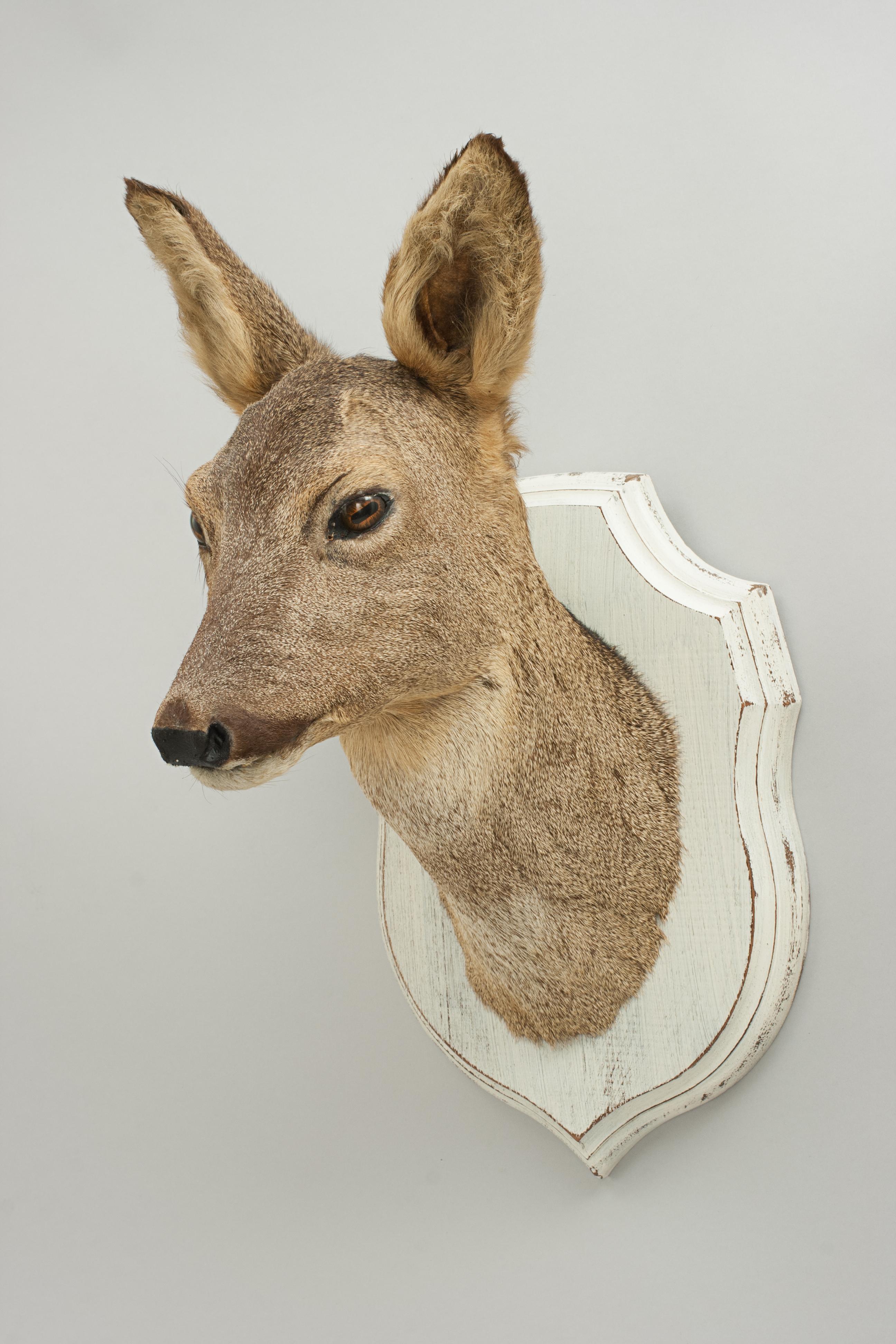 Sporting Art Roe Deer on Painted Shield