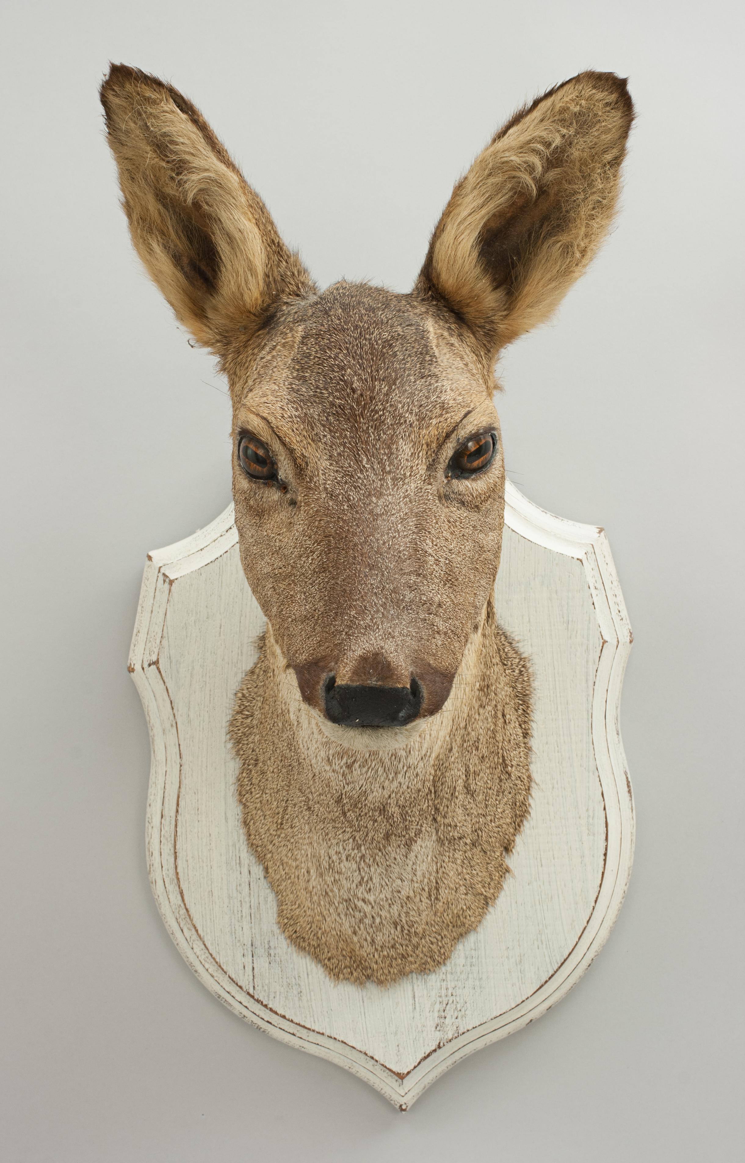 English Roe Deer on Painted Shield