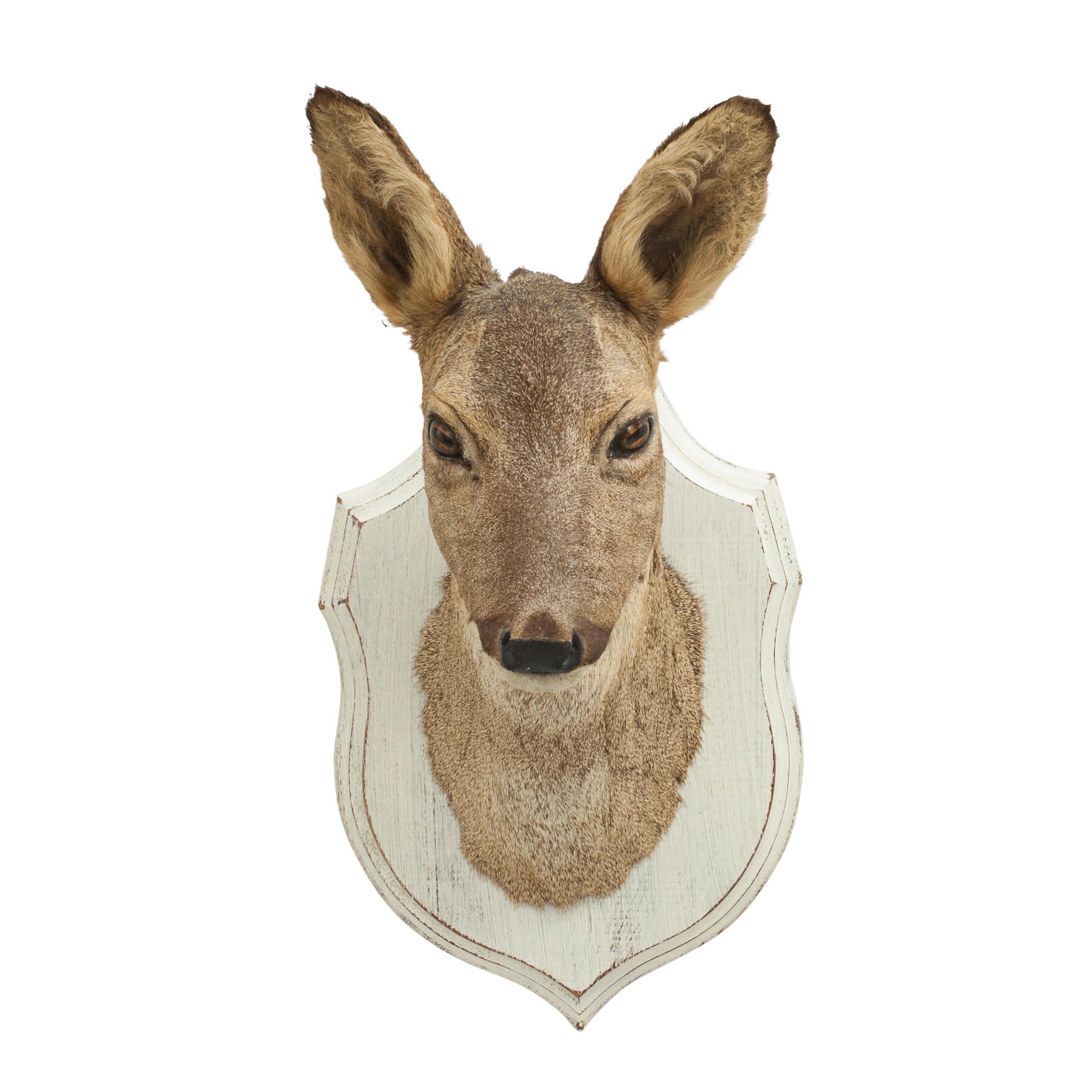 Roe Deer on Painted Shield