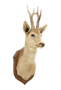 Roebuck Taxidermy