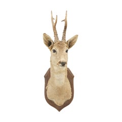 Vintage Roebuck Taxidermy