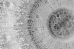 "Cut Mandala Variation", Hand Cut, Laser Cut Paper Wall Relief Sculpture