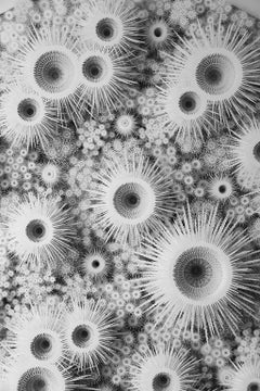 "Magic Circle Deep Cell Variation", scultura murale in carta tagliata a mano e al laser