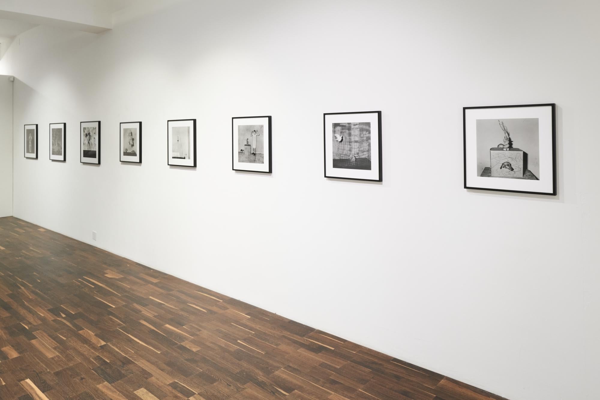 Gato enjaulado - Roger Ballen, Blanco y negro, Montaje, Fotografía de época, Gato en venta 1