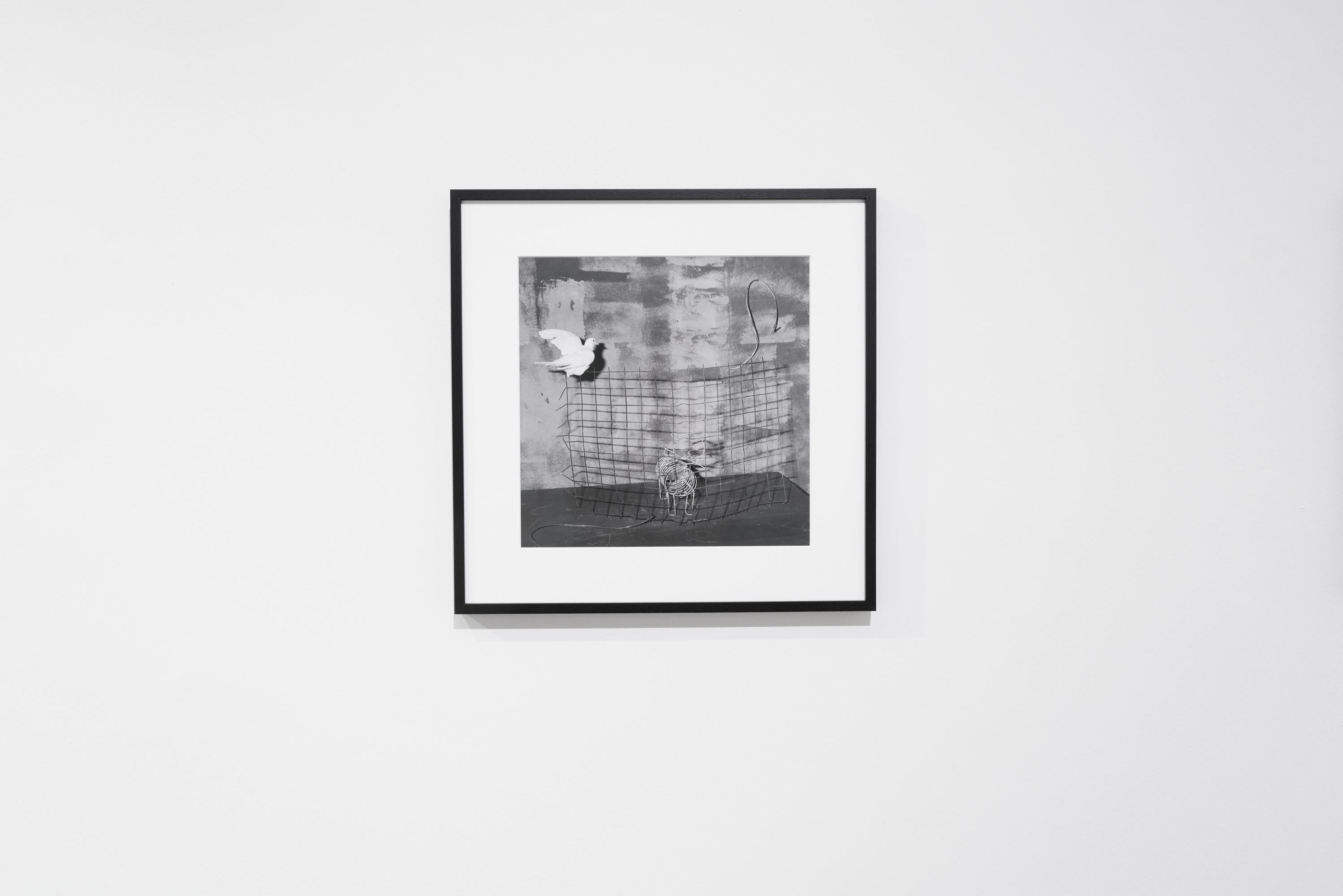 Gato enjaulado - Roger Ballen, Blanco y negro, Montaje, Fotografía de época, Gato en venta 2