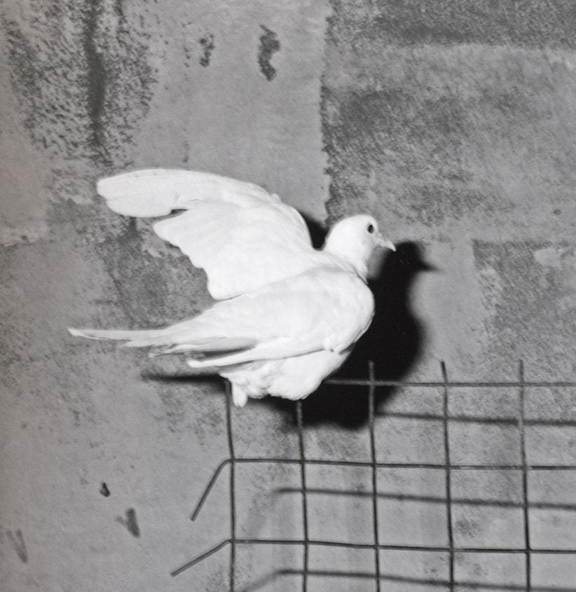 Gato enjaulado - Roger Ballen, Blanco y negro, Montaje, Fotografía de época, Gato en venta 3