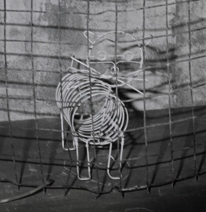 Gato enjaulado - Roger Ballen, Blanco y negro, Montaje, Fotografía de época, Gato en venta 4