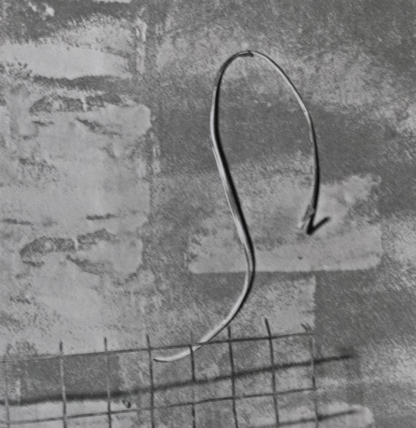 Gato enjaulado - Roger Ballen, Blanco y negro, Montaje, Fotografía de época, Gato en venta 5