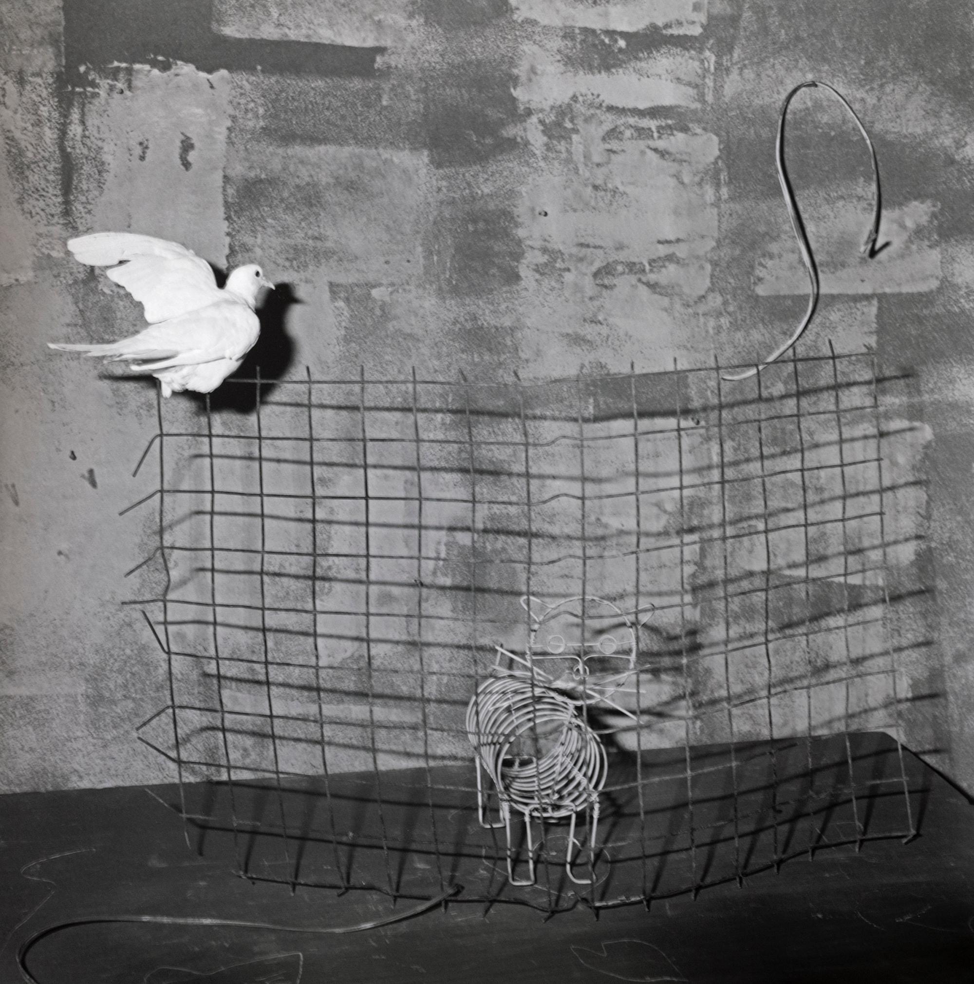 Roger BALLEN
Caged Cat, 2003
Vintage silver gelatin print
Image 36 x 36 cm (14 1/8 x 14 1/8 in.)
Sheet 40 x 40 cm (15 3/4 x 15 3/4 in.)
Edition of 5 (#2/5)
Signed and dated verso in pencil
Print only

Christophe Guye Galerie offers a selection of
