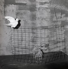 Caged Cat – Roger Ballen, Black and White, Staged, Vintage Photography, Cat