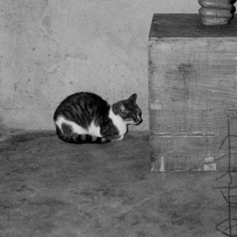 Dress Up – Roger Ballen, Black and White, Staged, Vintage Photography, Cat For Sale 5