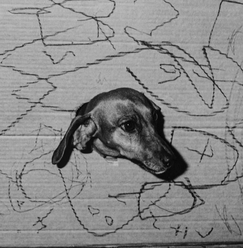 Hide and Seek - Roger Ballen, Bianco e nero, Messa in scena, Fotografia d'epoca, Cane in vendita 2