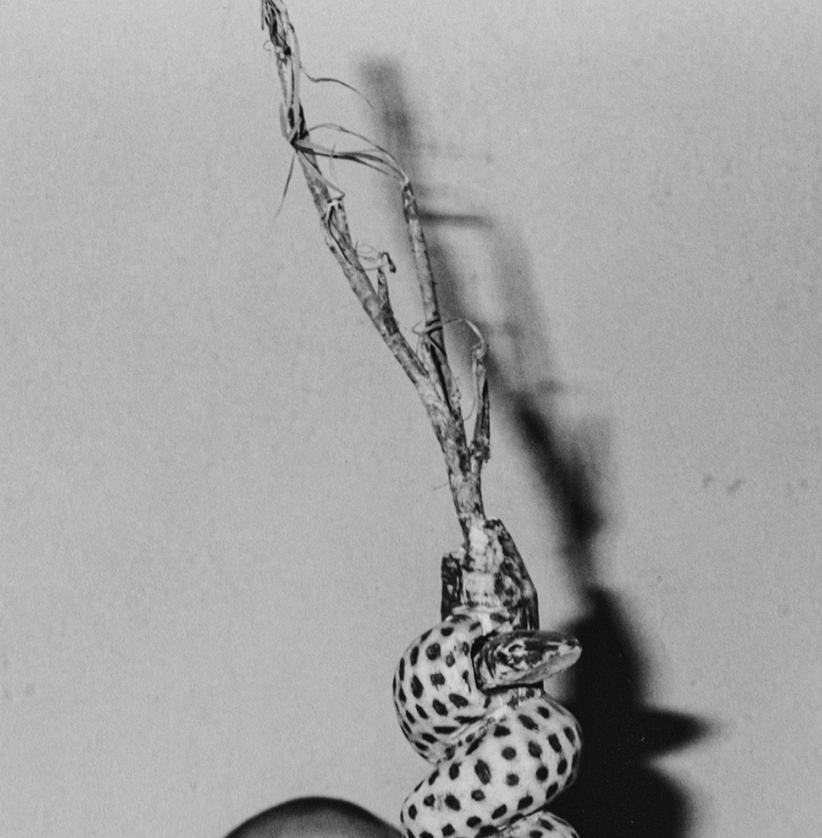 Hide and Seek - Roger Ballen, Bianco e nero, Messa in scena, Fotografia d'epoca, Cane in vendita 3