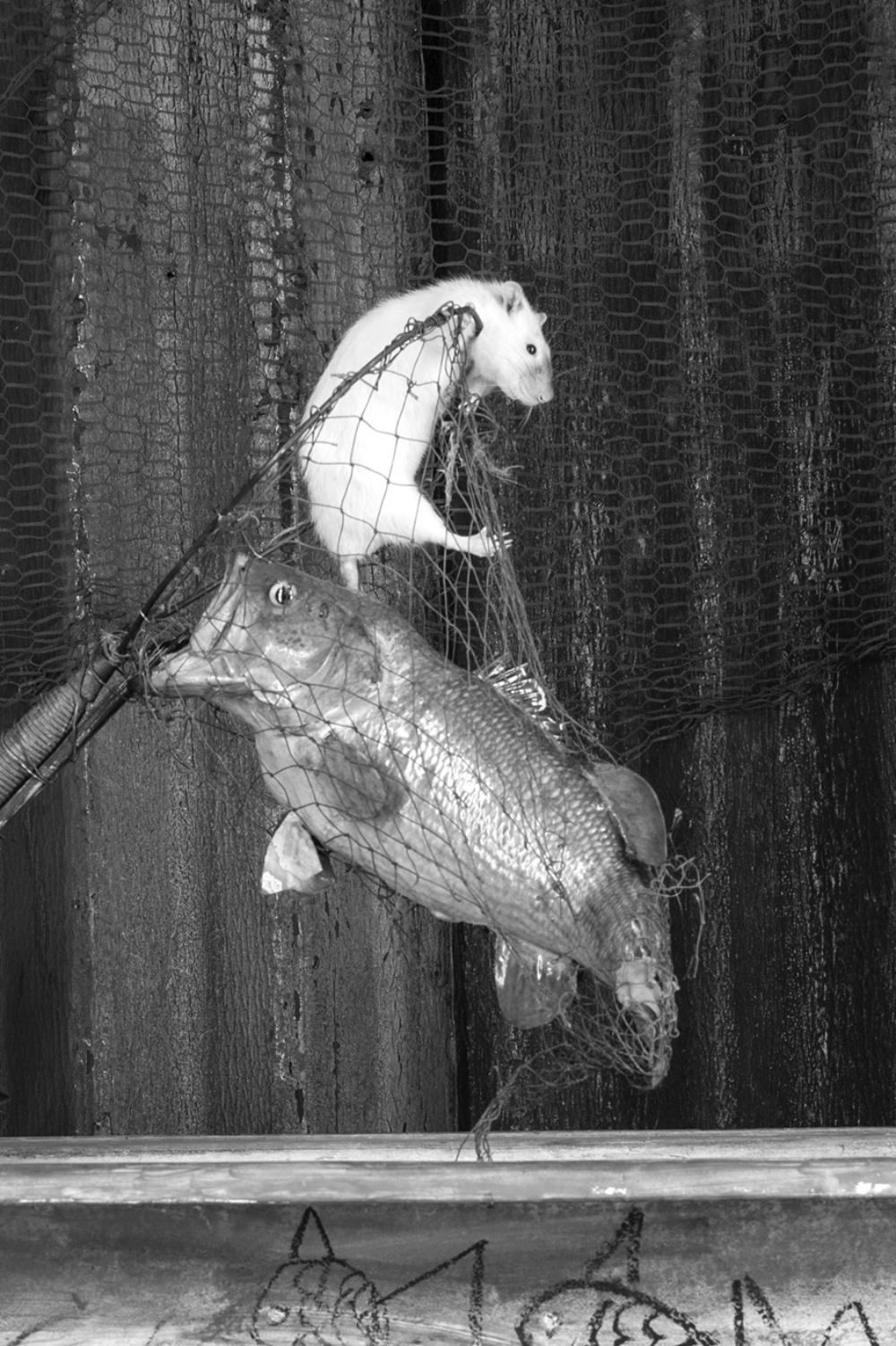 Jackpot – Roger Ballen, Roger The Rat, Black and White, Animal, Photography For Sale 1
