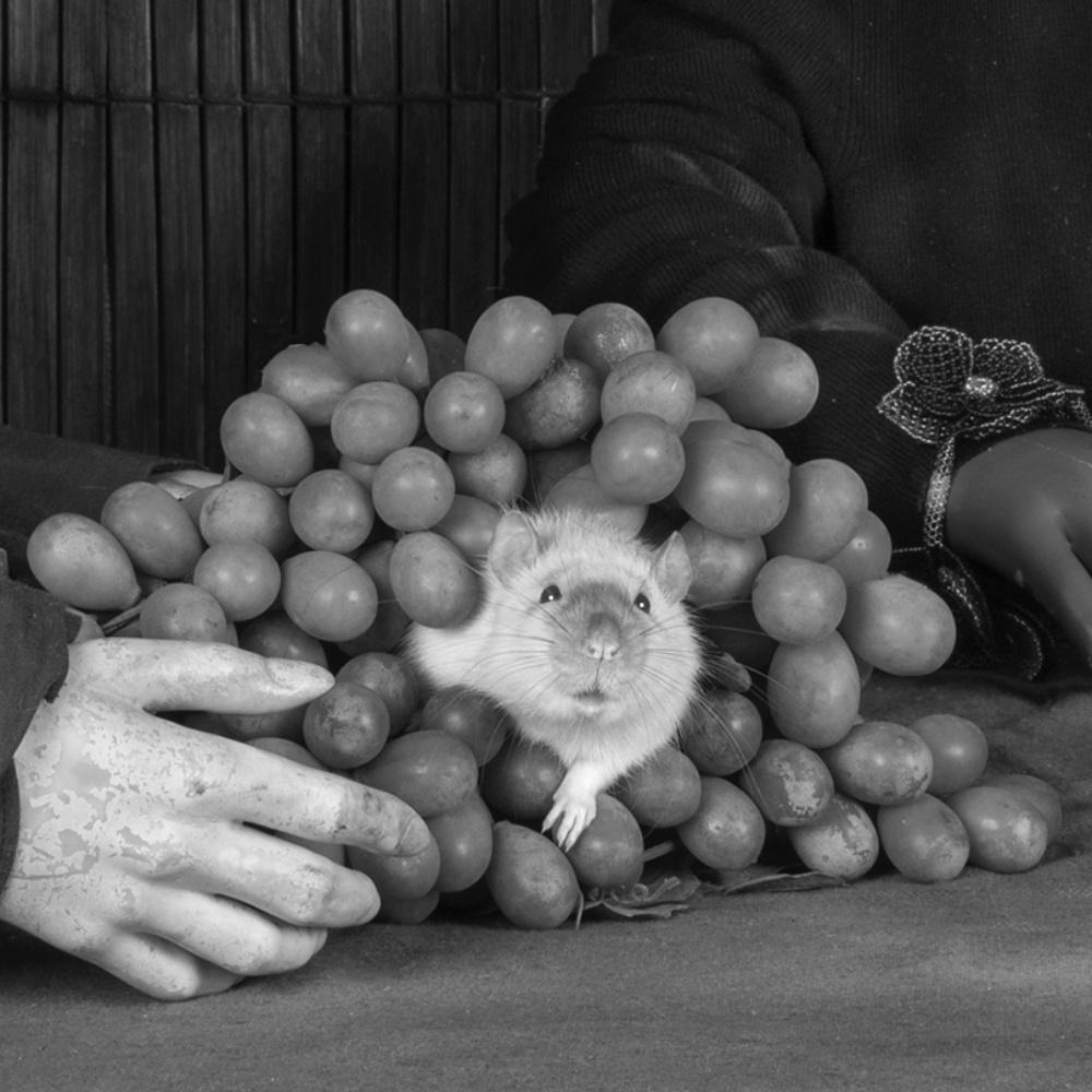 Sour Grapes – Roger Ballen, Roger The Rat, Black and White, Animal, Photography For Sale 1