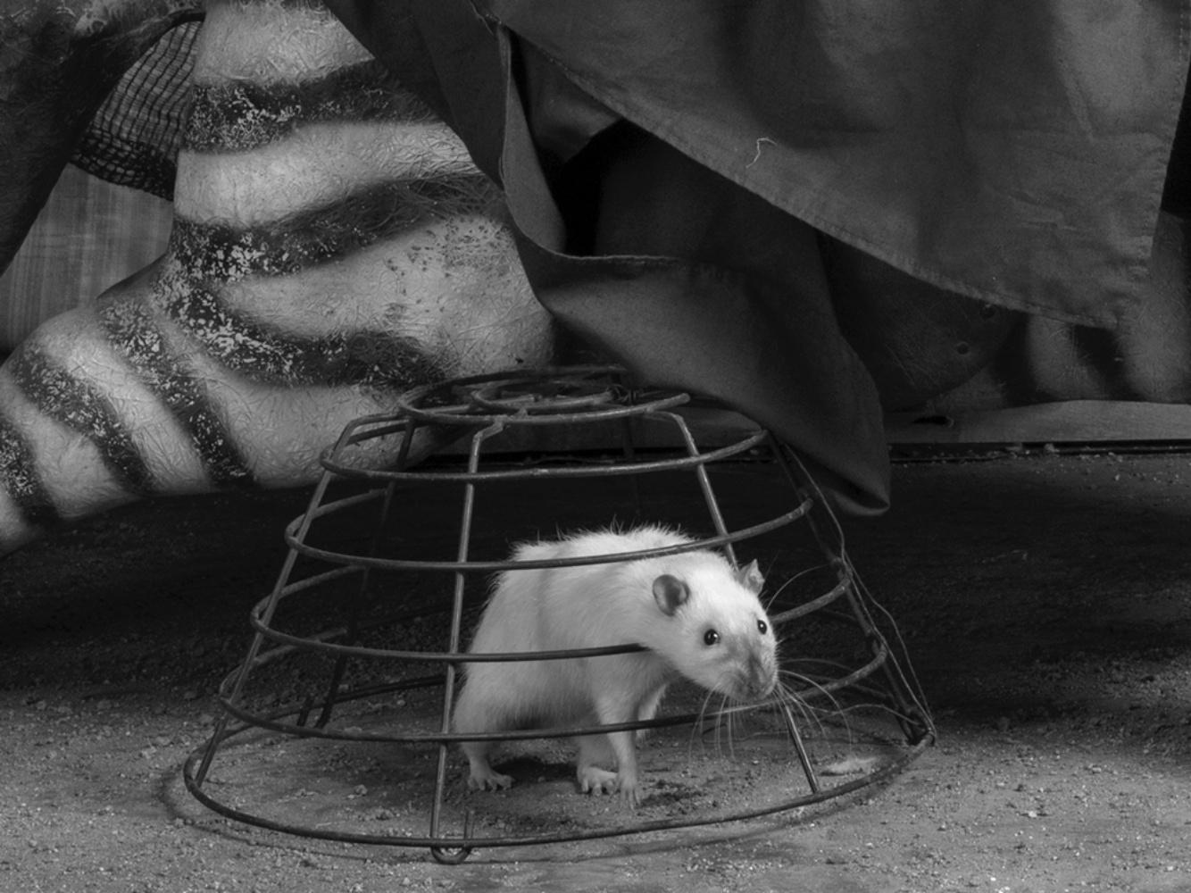 Targeting – Roger Ballen, Roger The Rat, Black and White, Animal, Photography For Sale 1