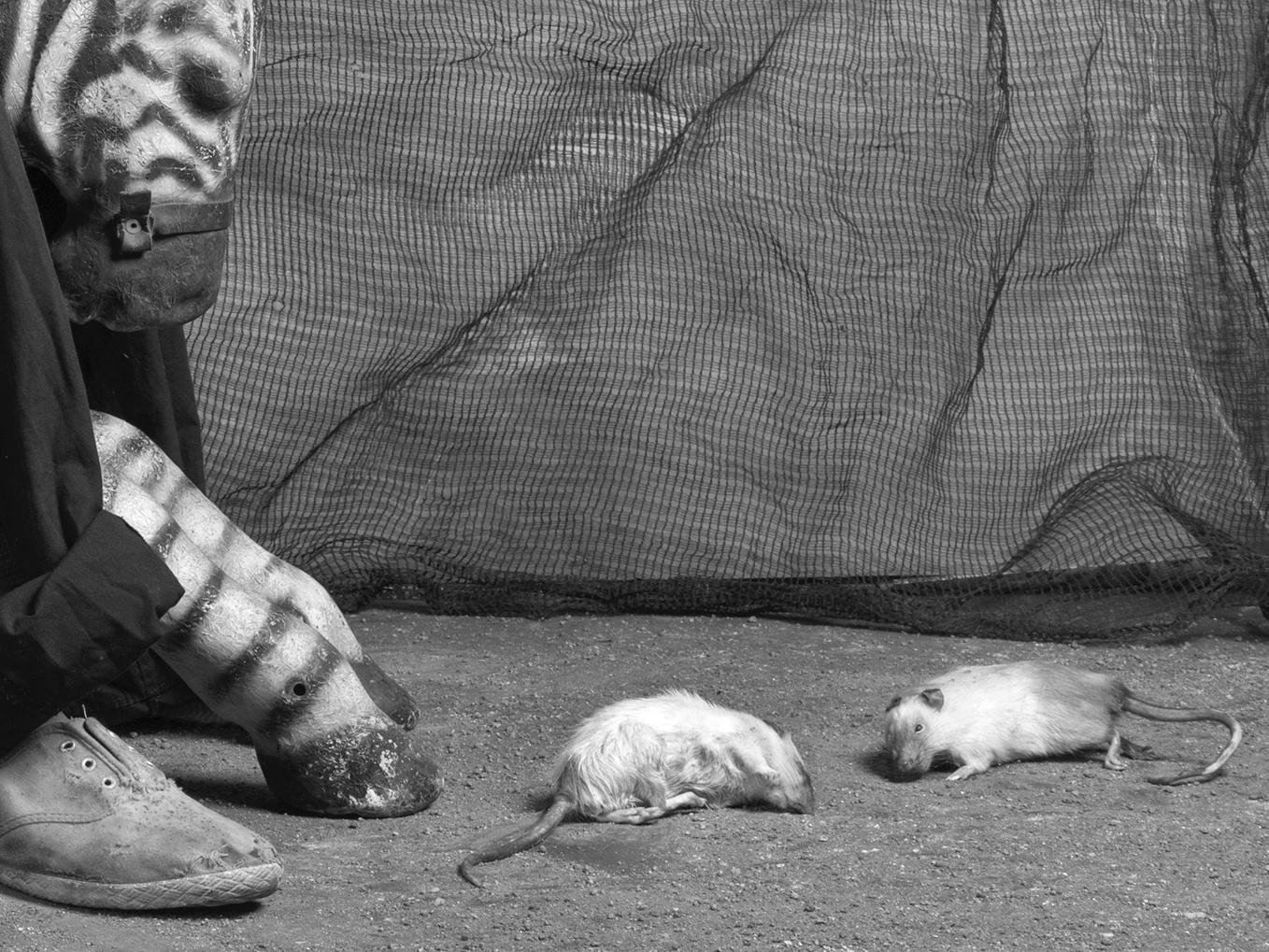 Obiettivo - Roger Ballen, Roger The Rat, Bianco e nero, Animale, Fotografia in vendita 3
