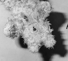 Unexpected – Roger Ballen, Black and White, Staged, Vintage Photography, Dog
