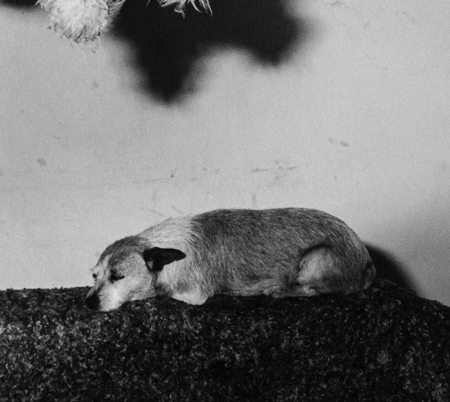 Unexpected – Roger Ballen, Black and White, Staged, Vintage Photography, Dog For Sale 2