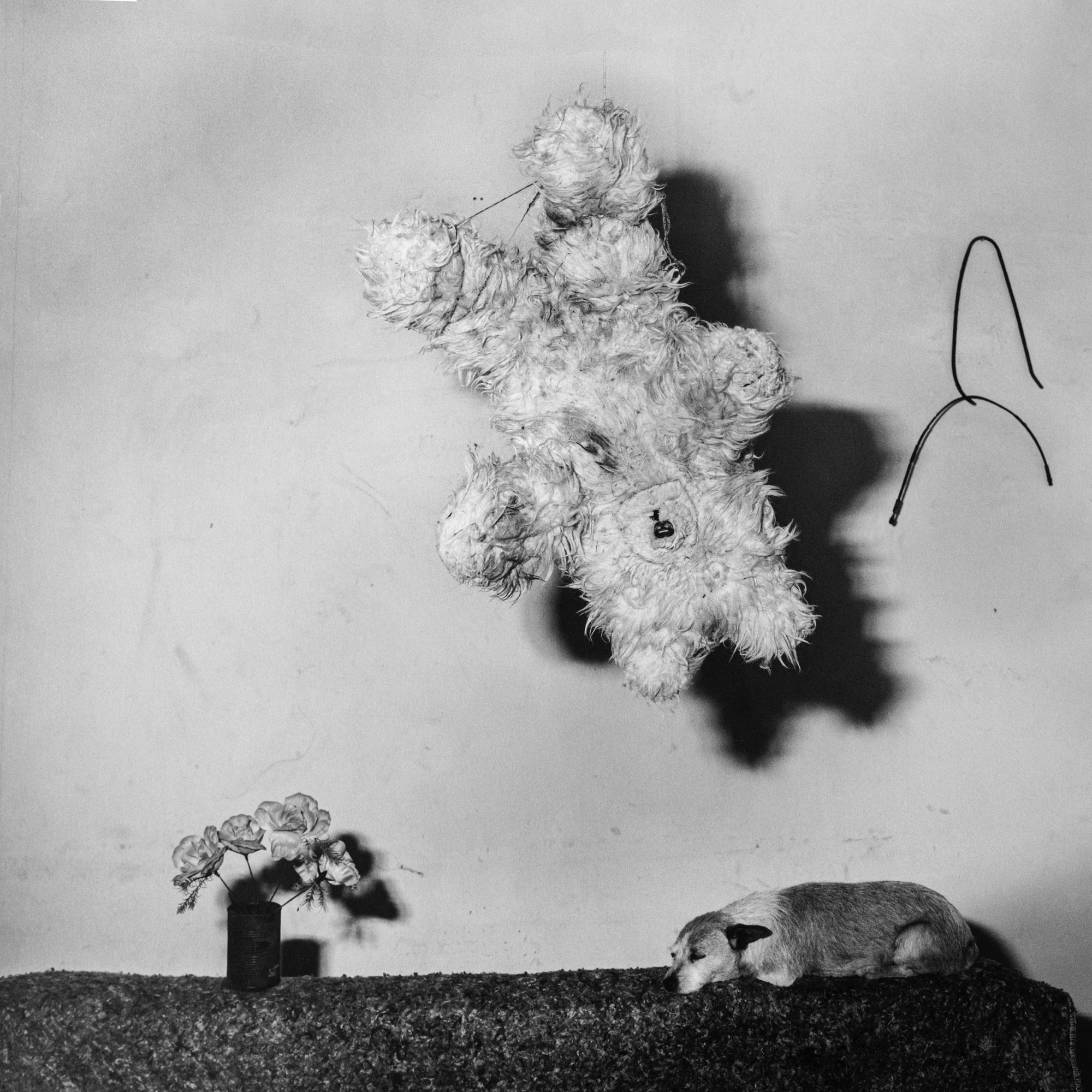 Unexpected – Roger Ballen, Black and White, Staged, Vintage Photography, Dog