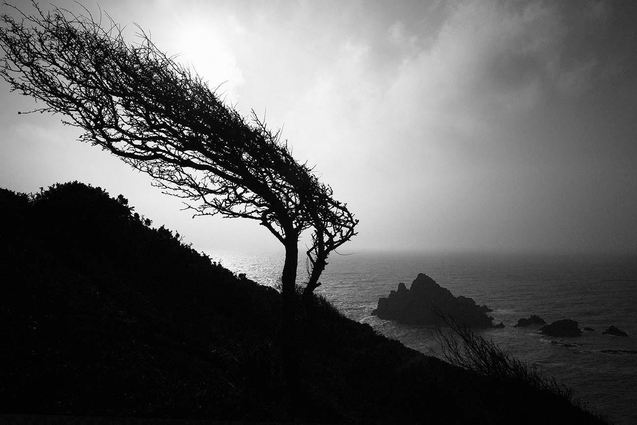 Roger Deakins Black and White Photograph – Der mundgeblasene Baum im Wind, Dartmouth, 2015